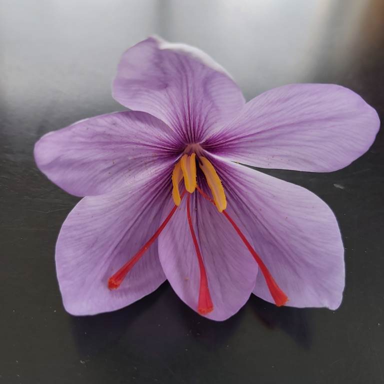 crocus-sativus-32b93f68.jpg